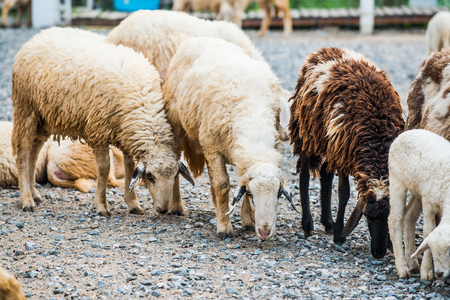 Group of sheeps, Thailand.の写真素材