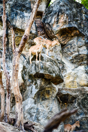Barbary sheep on mountain, Thailand.の写真素材