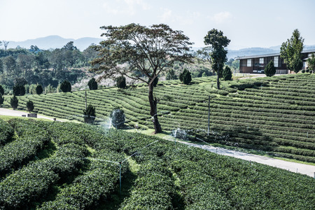 Tea plantation in Chiang Rai province, Thailand.の写真素材