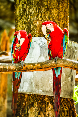 Macaw bird in Thai, Thailand.