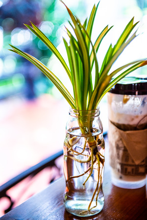 Small plant in the bottle, Thailand.の写真素材