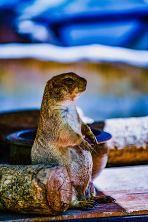 Prairie Dog in Thai, Thailand.の写真素材