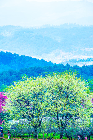 Wild Himalayan Cherry in Khun Wang royal project, Thailand.の写真素材
