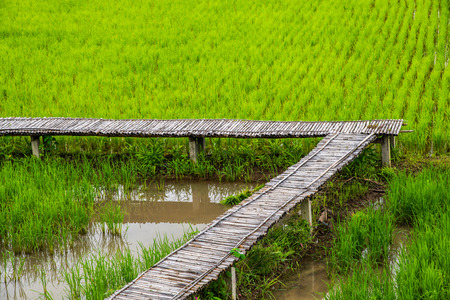 Beautiful rice field of Pua district, Thailand.の写真素材