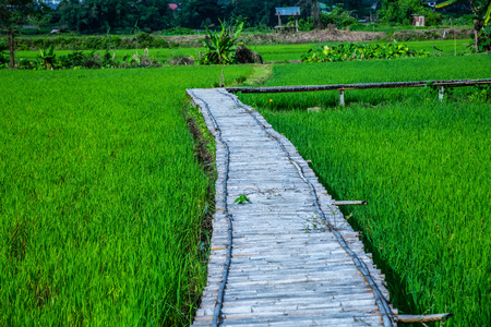Beautiful rice field of Pua district, Thailand.の写真素材
