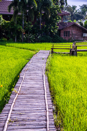 Beautiful rice field of Pua district, Thailand.の写真素材