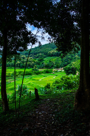 Rice field in Pua district, Thailand.の写真素材