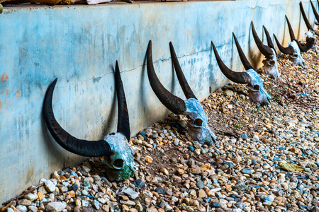 Buffalo skull in Baan Dam museum, Thailand.のeditorial素材