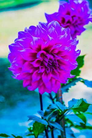 Beautiful Dahlia flower, Thailand.の写真素材