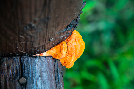 Wild mushrooms in Thai forest, Thailand.