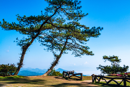Pines on mountain at Doi Kiew Lom view point in Huai Nam Dang national park, Thailand.の写真素材