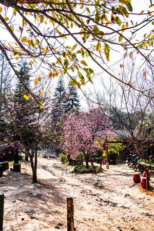 Khun Chang Khian village, Thailand.の写真素材