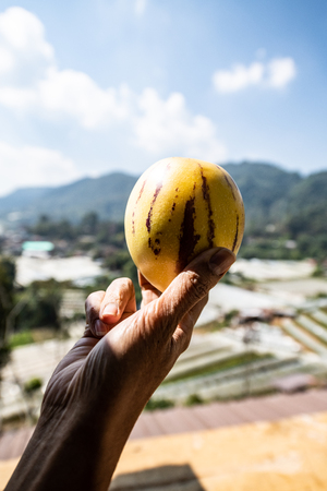 Fresh pepino melon fruit in hand, Thailand.の写真素材
