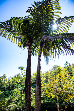 Giant gishtail palm in Doi Phu Kha national park, Thailand.の写真素材