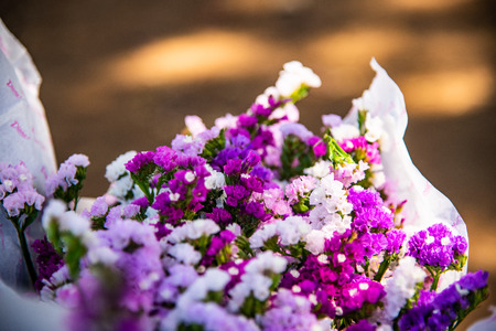 Package of Statice Flower, Thailand.の写真素材