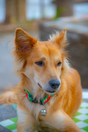 Head shot of Thai dog, Thailand.の写真素材