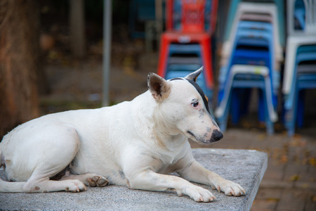 Thai dog on the table, Thailand.の写真素材