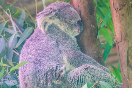 Cola bear in Thai, Thailand.の写真素材
