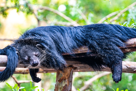 Binturong on the tree, Thailand.の写真素材