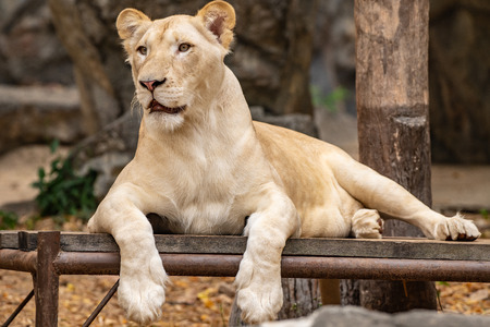 White lion in Thai, Thailand.の写真素材