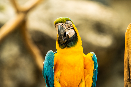 Blue and gold macaw bird in Thai, Thailand.の写真素材