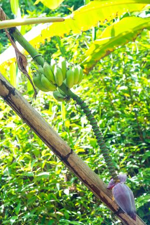 Nam Lawo banana in the nature, Thailand.の写真素材
