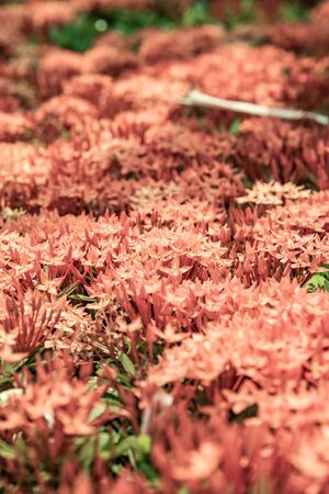 Background of red Ixora flower, Thailand.の写真素材