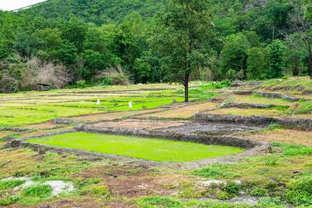 Agricultural area on mountain in Chiangmai province, Thailand.の写真素材