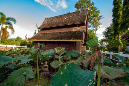 Lotus pods  with old church background in the Phuttha Eoen temple, Thailand.の写真素材