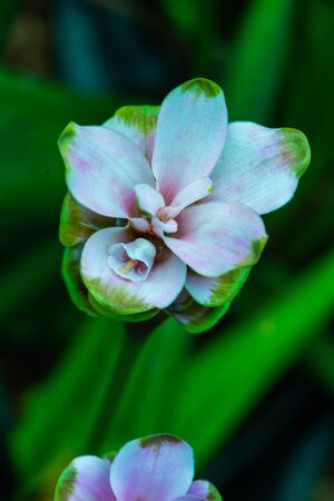 Curcuma Alismatifolia flower with natural background, Thailand.の写真素材