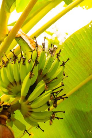 Nam Wa banana in the nature, Thailand.の写真素材
