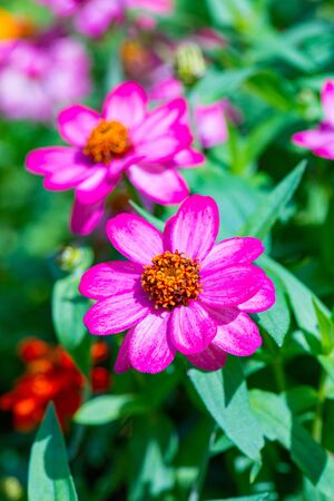 Zinnia flower with natural background, Thailand.の写真素材