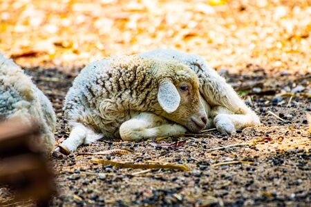 Sheep in the Thai farm, Thailand.の写真素材