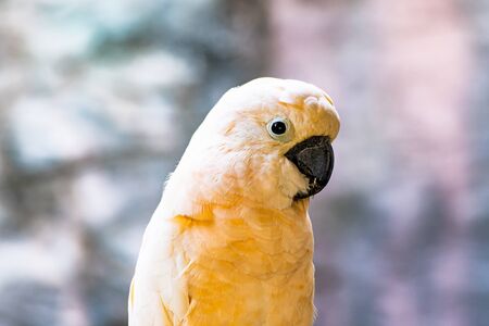 Salmon crested cockatoo bird in Thai, Thailand.の写真素材