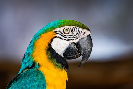 Blue and yellow macaw bird in Thai, Thailand.の写真素材