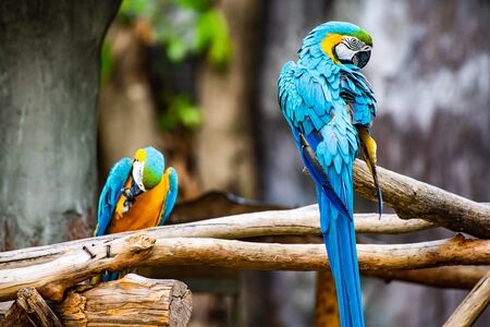 Blue and yellow macaw bird in Thai, Thailand.