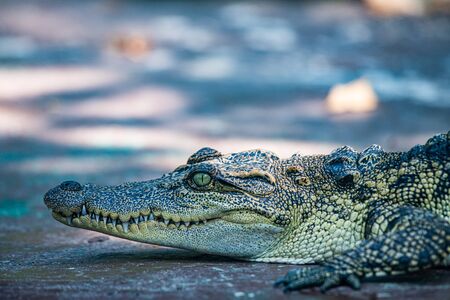 Face of Siamese crocodile, Thailand.