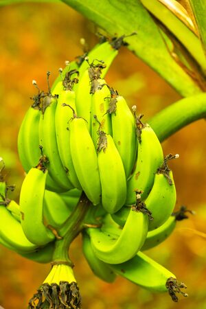 Pisang Ampiang banana in the nature, Thailand.の写真素材