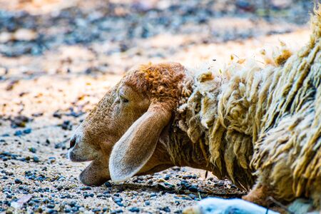 Sheep in the Thai farm, Thailand.の写真素材
