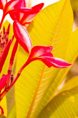 Pink plumeria flowers with natural background, Thailand.の写真素材