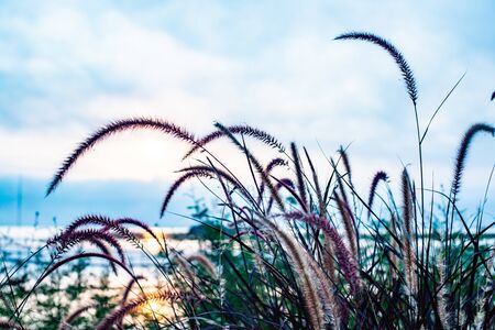 Grass flower with Kwan Phayao background, Thailand.