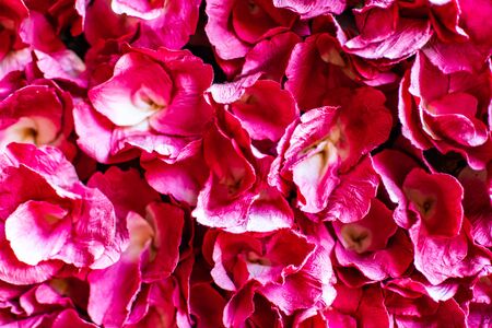 Flowers made from mulberry paper, Thailand.の写真素材