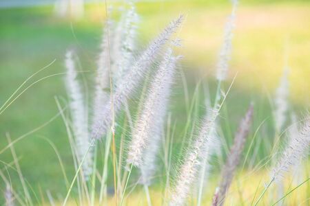 Grass flower with natural background, Thailand.の写真素材