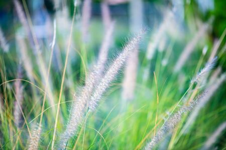 Grass flower with natural background, Thailand.の写真素材