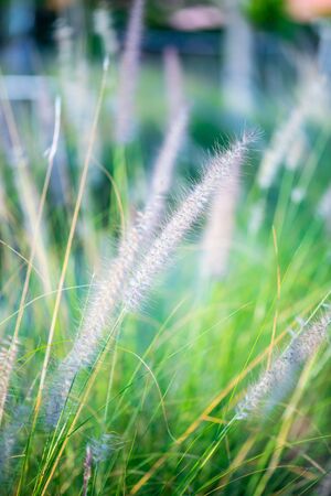 Grass flower with natural background, Thailand.の写真素材