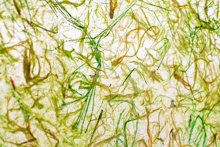 Background of mulberry paper, Thailand.の写真素材