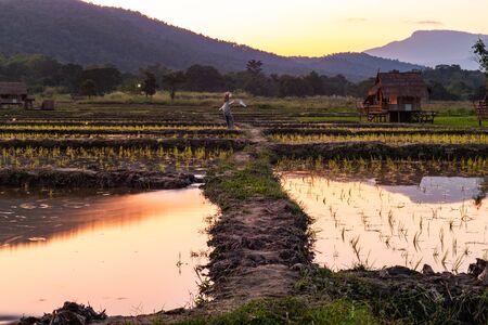 Rice field in Huay Tung Tao project, Chiang Mai province.の写真素材