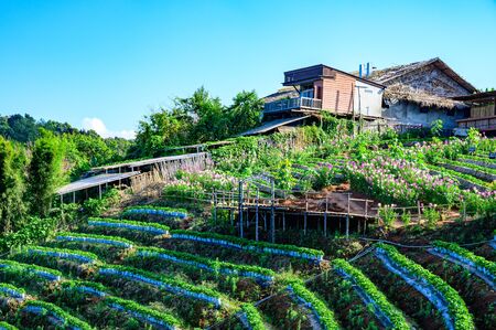 Beautiful park at Doi Mon Cham, Chiang Mai province.の写真素材