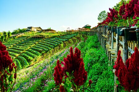 Skywalk with beautiful park at Mon Cham, Chiang Mai province.の写真素材