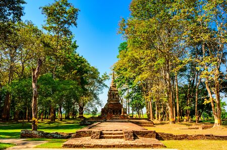 Teak tree with old pagoda in Pa Sak temple, Chiang Rai Province.の写真素材